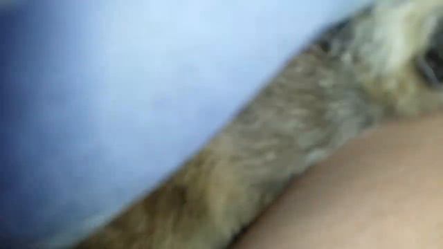 Домашние сурикаты. Знакомимся с домашними смотреть онлайн