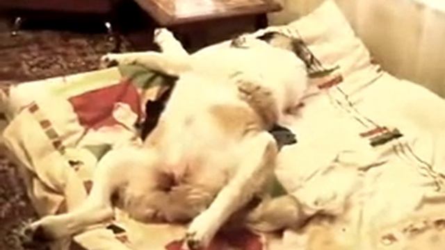 Моя Манюня, - Московская сторожевая овчарка. Манюня на посту... смотреть онлайн