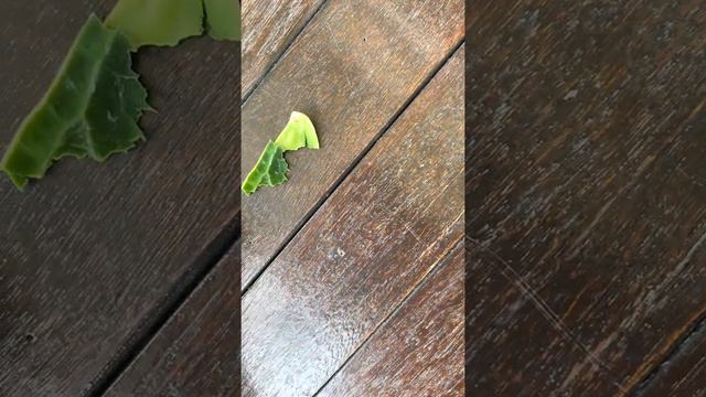Anthurium warocqueanum, Queen of Anthurium care смотреть онлайн