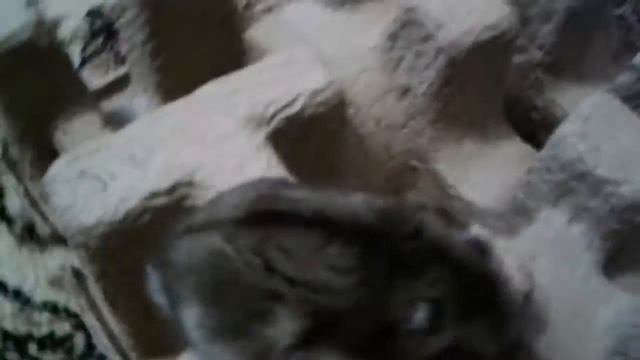 Обзор на моего хомяка куму смотреть онлайн