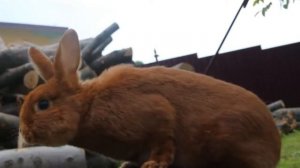 Новозеландская красная порода кроликов или НЗК