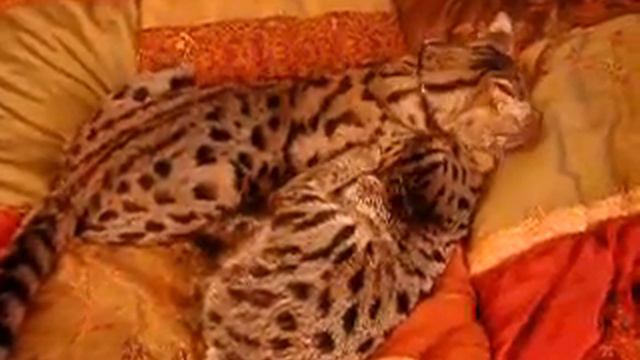 Exotic F1 Savannah Cat Gets New Kid Brother смотреть онлайн
