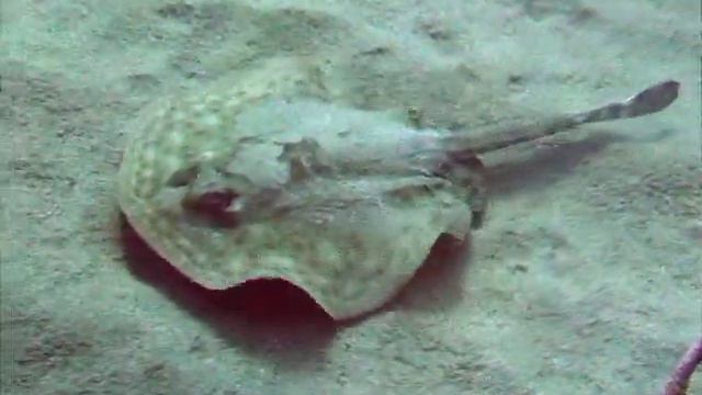Сады Карибского моря(Dominicana underwater) смотреть онлайн