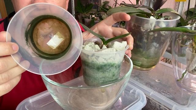 гниение орхидеи САМО РАССОСАЛОСЬ? Максим и Топаз и Корица для орхидей смотреть онлайн