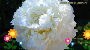 Пион молочноцветковый Марие Лемоине. Краткий обзор, описание paeonia lactiflora Marie Lemoine