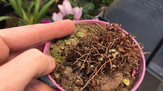 CYCLAMEN CARE AFTER BLOOMING - Guide To Indoor Cultivars