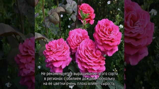 Роза Биг перпл смотреть онлайн