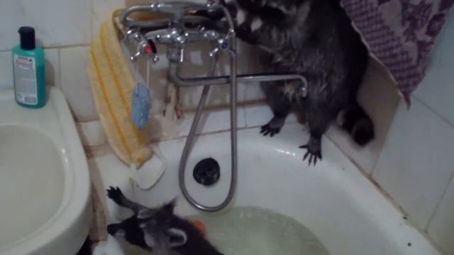 купание енота Евфросиния. смотреть онлайн