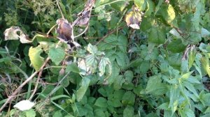 Аномальное лето 2019.Малина Новость Кузьмина.