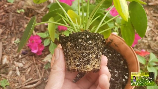 Growing Money plant/Pilea peperomioides смотреть онлайн