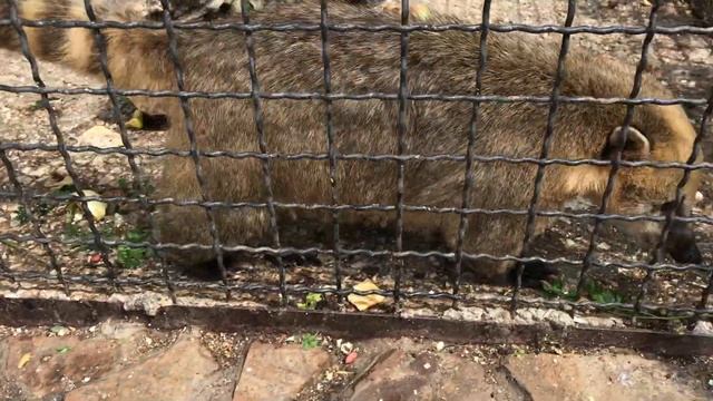 Милые длиноносики коати) Тайган Cute Coati) Taigan смотреть онлайн