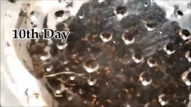 How To Germinate Strawberry Seeds ? (WITH UPDATES) || IMPROVED AUDIO| Whimsy Crafter смотреть онлайн