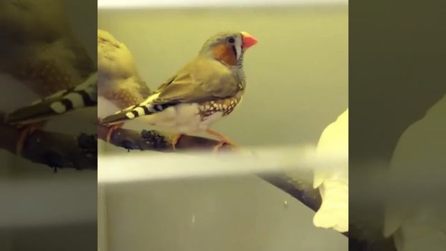 Птица Амадин. смотреть онлайн