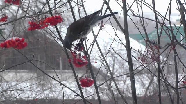 Дрозд рябинник лакомится рябиной смотреть онлайн