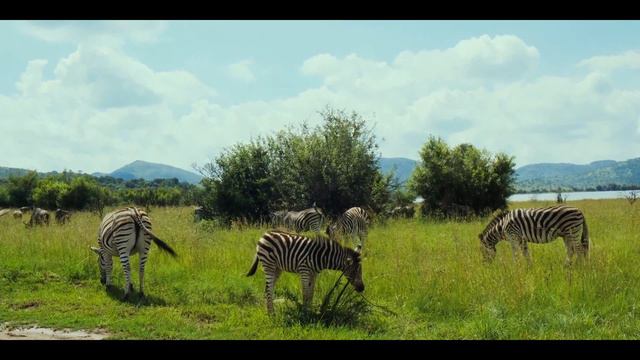 SAVANNA | AFRICA | JUNGLE SAFARI | Cinematic Travel Film смотреть онлайн