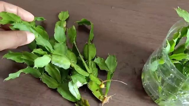 Propagate/Grow Easter/Christmas Cactus In Water Easily смотреть онлайн