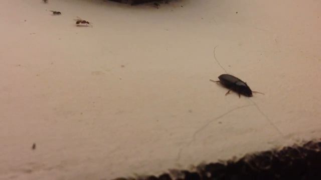 В пансионате Южный Газовый Сектор отдыхает с местными братанами =) смотреть онлайн