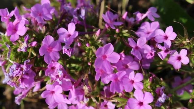 How To Plant Lobelia Flowers In Pots For Ornamental Plants At Home For Beginners смотреть онлайн