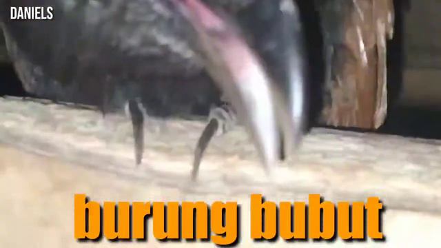 Burung Bubut | Burung Hutan