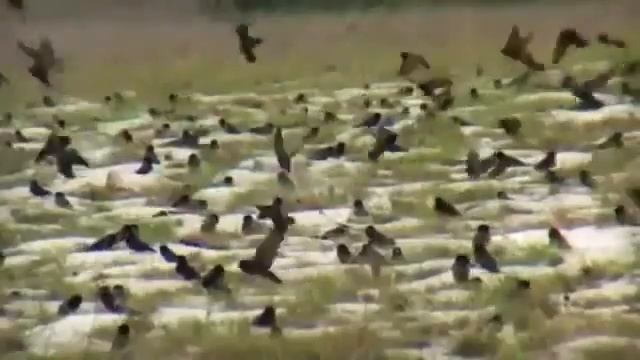 Gabon Travel Video