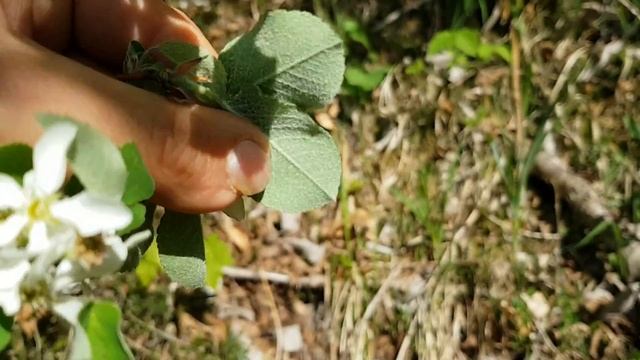 Gewöhnliche Felsenbirne - Blüten - 16.04.18 (Amelanchier ovalis) - Baum-/Strauch-Bestimmung смотреть онлайн