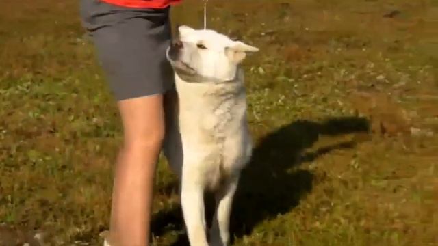 Выставка собак 2012.mp4 смотреть онлайн