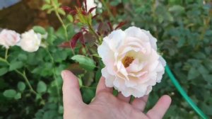 Роза Рококо. Сезон 2021.