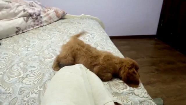 Кавалер кинг чарльз спаниель рубин смотреть онлайн