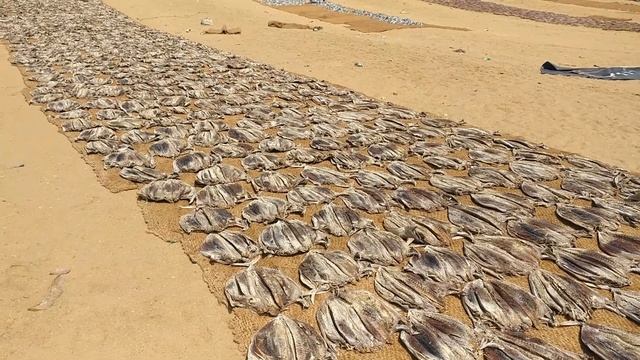 Шри-Ланка 2020 Вся жесть пляжей Негомбо смотреть онлайн