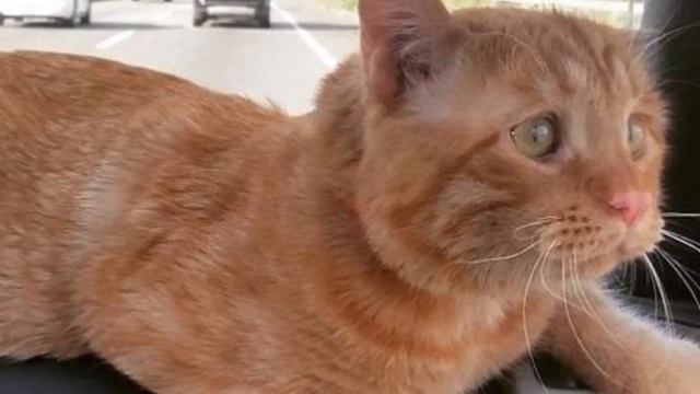 Пара взяла из приюта самого грустного кота, они и представит не могли, чем это обернётся смотреть онлайн