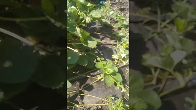 Супер сорт клубники - МАЛЬВИНА смотреть онлайн