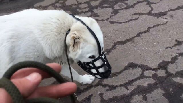 Привыкаем к наморднику. смотреть онлайн