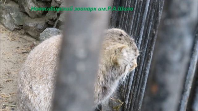 Котята манулов наблюдают за всем происходящим вокруг них 21.10.2022 смотреть онлайн