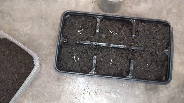 Сеем бархатцы без пикировки! смотреть онлайн