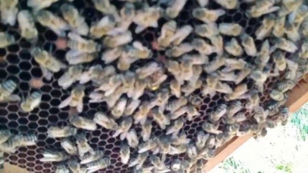 Осенний слет пчел. Причины слета пчел?