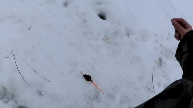 "Там,где течет вода" - Поиск и ловля ельца в середине февраля на безмотылку и мормышку с опарышем. смотреть онлайн