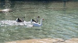 Красивые Белые Лебеди Нежная расслабляющая музыка, для сна, успокоения, релакса!