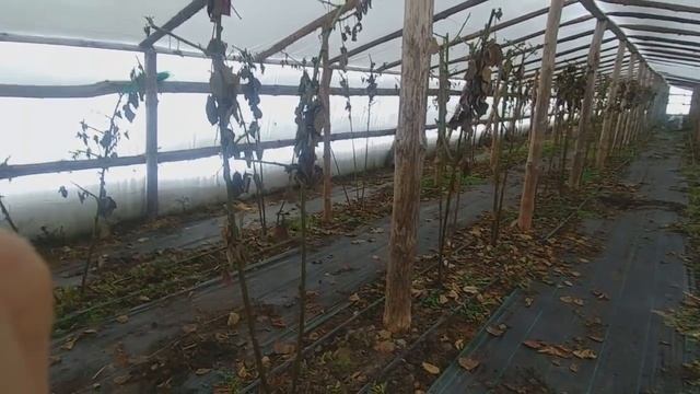 ЕЖЕВИКА, ТЕПЛИЦЫ, ЗИМА 2019, ответы на ваши вопросы. смотреть онлайн