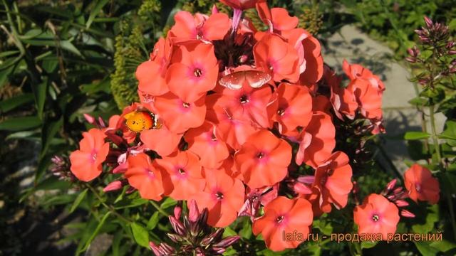 Флокс метельчатый (phlox panicle orange perfection) ? обзор: как сажать, саженцы флокса смотреть онлайн