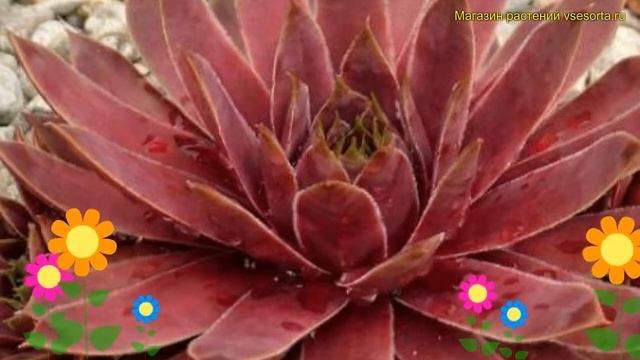 Молодило кровельное Липари. Краткий обзор, описание характеристик sempervivum tectorum Lipari смотреть онлайн