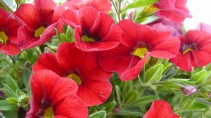 Отличная музыка для души! Сергей Чекалин! Самая красивая мелодия в мире! Расслабляющая музыка