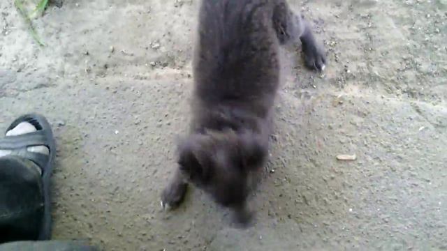 Маленький симпатичный двортерьер играет с ногами смотреть онлайн