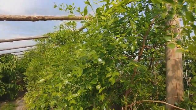 Зизифус, кто опыляет его цветки? смотреть онлайн