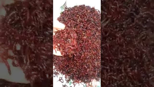 Мотыль для рыбалки! смотреть онлайн