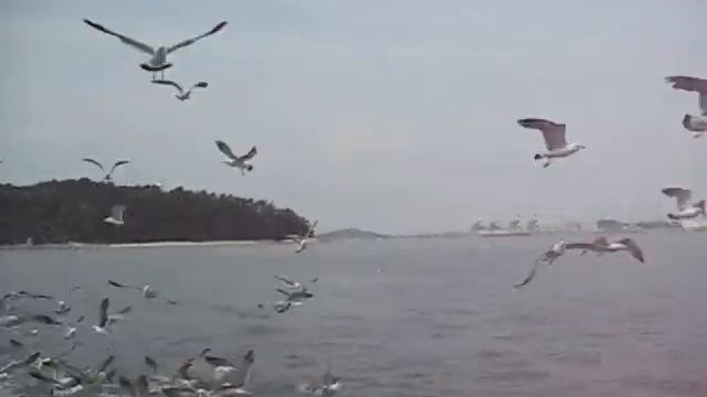 Seagulls Chasing the Ferry in Incheon Port смотреть онлайн