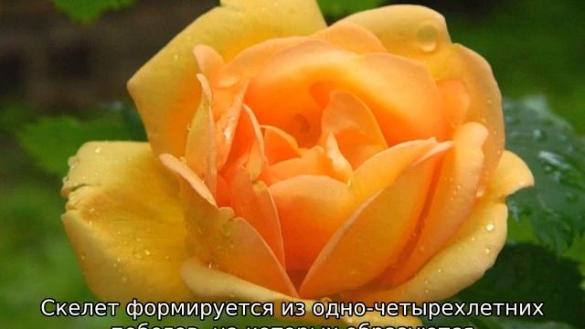 Розы клаймберы