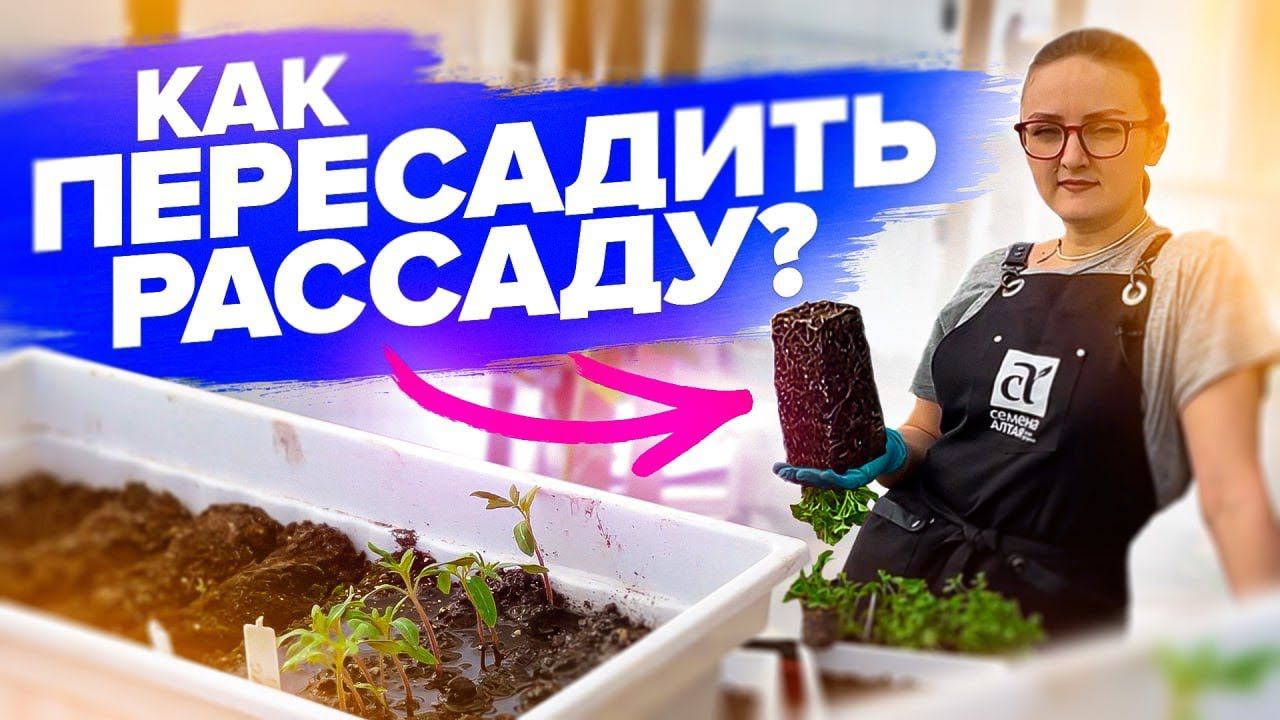 ПИКИРОВКА ЛЮБОЙ РАССАДЫ - ПРОСТО! смотреть онлайн