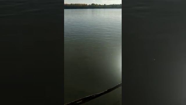 Крупный сазан на Оби смотреть онлайн