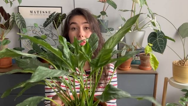 Могут ли КОЛЛЕКЦИОННЫЕ растения быть НЕПРИХОТЛИВЫМИ / Альтернативный список неприхотливых РАСТЕНИЙ смотреть онлайн