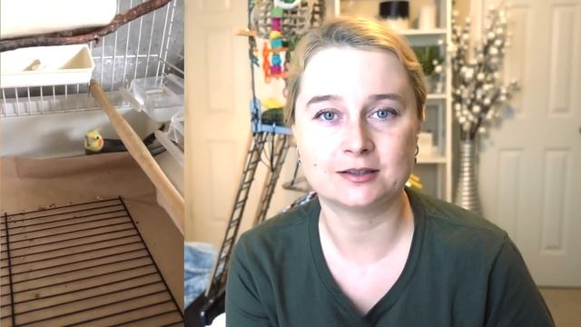 ВОПРОС ОТВЕТ | КЛЕЩ У ПОПУГАЯ | АГРЕССИЯ И ГНЕЗДОВОЕ ПОВЕДЕНИЕ | ТРЕТСЯ ПОПКОЙ смотреть онлайн